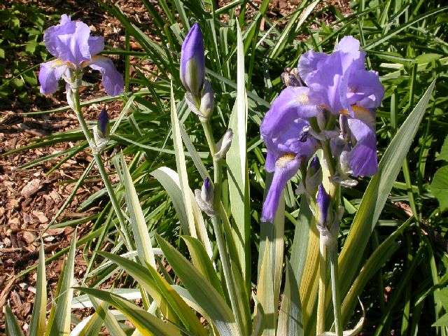Iris - pallida Aurea Variegata